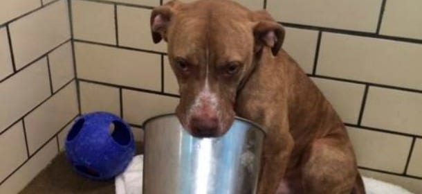 Slim, il Pit Bull abbandonato ha un secchio di metallo come unico "amico"