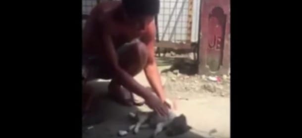Riporta alla vita un cucciolo con un massaggio cardiaco: il video dell'uomo dei miracoli