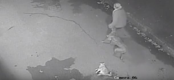 Cane uccide un gatto a morsi. E la proprietaria continua a passeggiare [VIDEO]