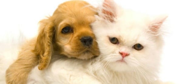 Un cane si innamora del gatto del vicino: la proprietaria scrive una lettera per unirli