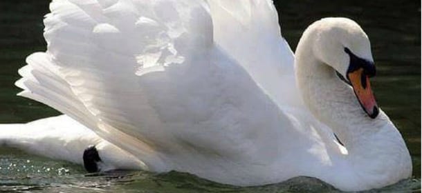 Morto il cigno Gvidon: non voleva più vivere senza la compagna