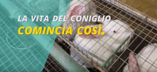 Vita da conigli: il video shock di Lav e Animal Equality sugli allevamenti italiani
