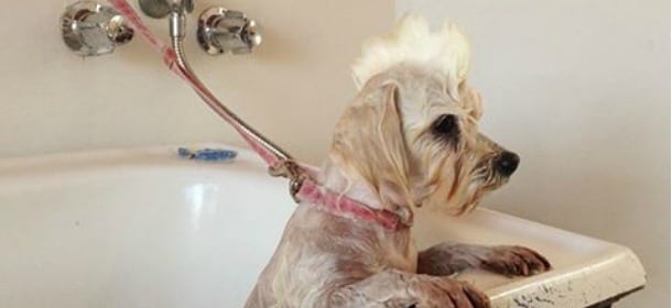 Toilette per cani: la cresta "alla Balotelli" è la preferita dai proprietari italiani