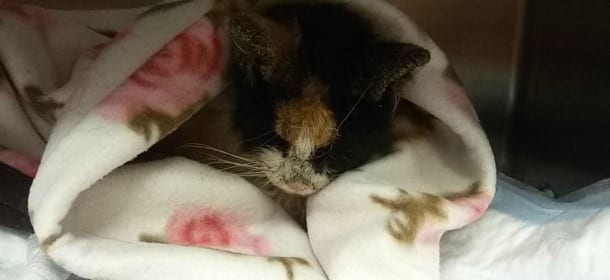 La gatta Crosticina: da randagia denutrita e maltrattata a simbolo della Rete