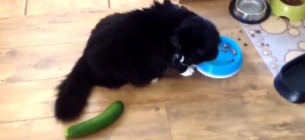 Gatti che hanno paura dei cetrioli: il video è virale. La reazione spiegata dagli esperti
