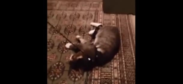 Mette il guinzaglio al gatto per uscire e lui... si finge morto! [VIDEO]