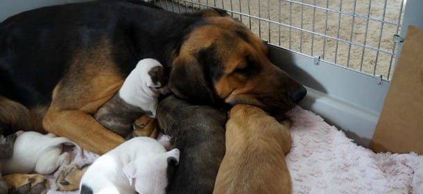 Stava per essere soppressa insieme ai suoi cuccioli, mamma cane ne adotta altri 9