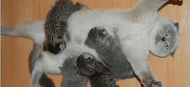 Gatti: 10 mamme orgogliose dei propri gattini [FOTO]
