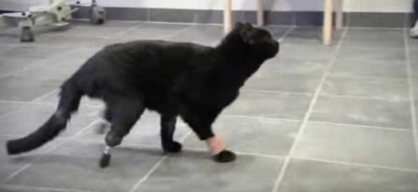 Oscar, il gatto "bionico" tornato a camminare grazie a protesi meccaniche