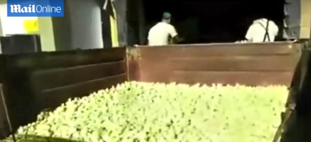 Nove milioni di pulcini calpestati e uccisi: l'azienda chiude e loro non servono più [VIDEO]