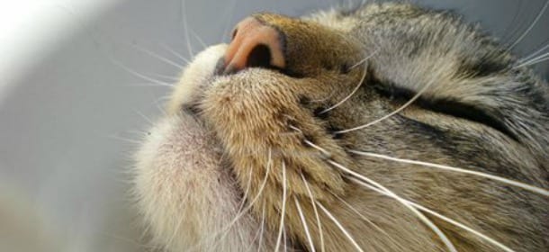 Il gatto ha il raffreddore: come alleviare i sintomi del malanno di stagione