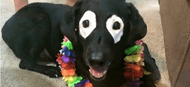 La strana storia di Rowdy, il cane che somiglia a un'orca assassina [FOTO]