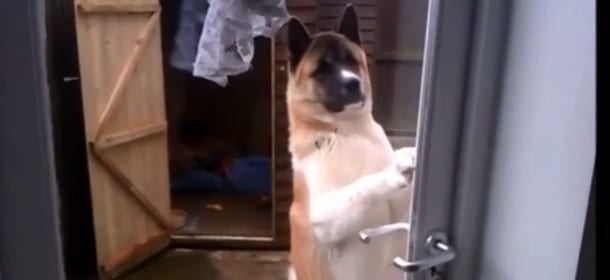 Il cane si alza in piedi e apre la porta come una persona [VIDEO]