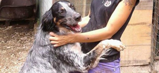 Vermi nei cani: come riconoscerli e curarli col prodotto adatto