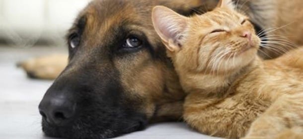 Natale a tavola con cani e gatti: no a pandoro e panettone, sì al cappone e brodo