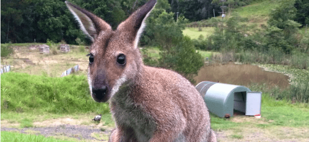 Un canguro porta il suo cucciolo dall'uomo che l'ha salvato