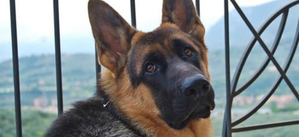 Cani: un nuovo farmaco gli allunga la vita di almeno 4 anni