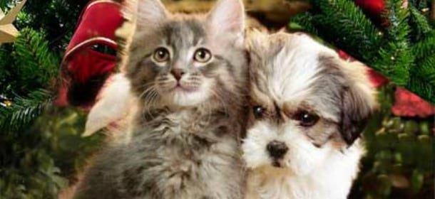 Animali a Capodanno, tutti i pericoli: dagli alcolici ai rifiuti lasciati incustoditi