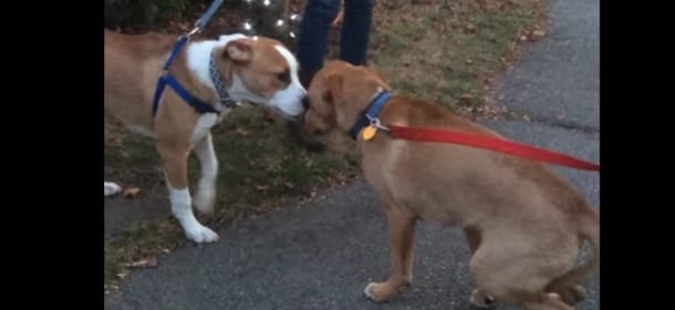 Due cani fratelli adottati separatamente si ritrovano: l'incontro è emozionante [VIDEO]