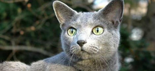 I gatti domestici sempre più ansiosi: non sono più i "predatori" di una volta?