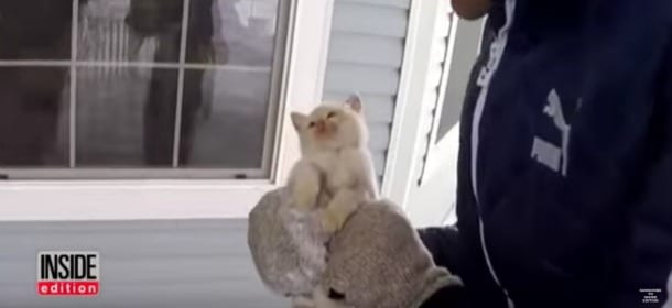 Un gattino congelato dalla neve torna alla vita: il video del miracolo