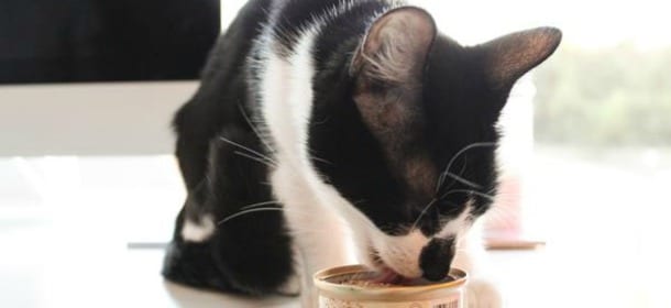 Gatti: 10 cibi della nostra tavola che possono mangiare anche loro