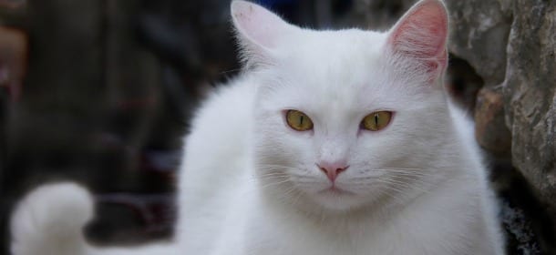 Gatto sbranato dal cane del vicino: proprietaria chiede 26mila euro di risarcimento