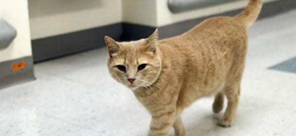 Il gatto prova dolore? I 7 segnali per capirlo rapidamente