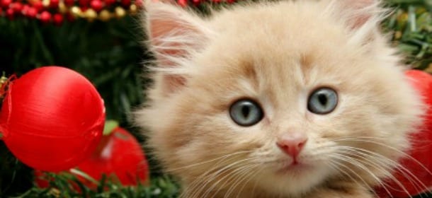Gatti a Natale: come aiutarli a superare lo stress della casa piena di gente
