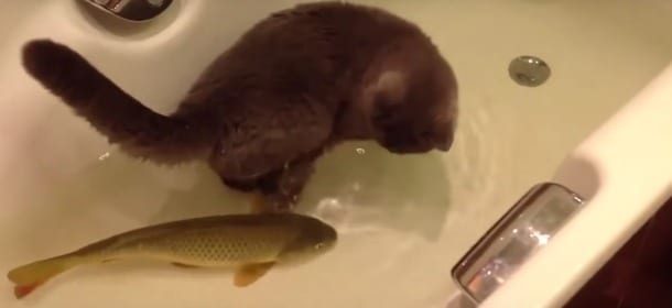 Un gatto e un pesce giocano insieme: l'amicizia non conosce confini [FOTO]