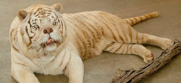 La vera storia di Kenny, la tigre bianca che non aveva la sindrome di Down