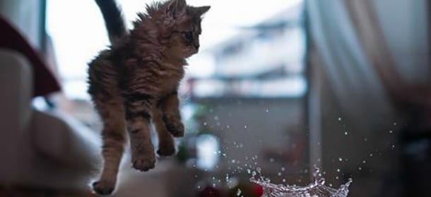 Come mai i gatti fanno cadere le cose a terra?
