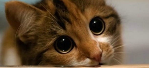 Perché un gatto è il miglior regalo di sempre, non solo in questo periodo