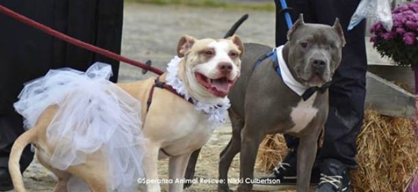 Due Pit Bull si sposano: salvati da abusi celebrano la loro nuova vita insieme