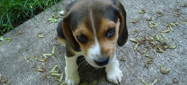 Il cane ha paura o prova dolore? I 7 segnali per caprirlo in fretta