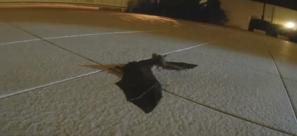 Mamma pipistrello ritrova il piccolo che credeva perso: l'incontro è emozionante [VIDEO]