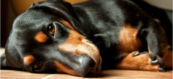 Animali e botti di Capodanno: come aiutarli a superare la "lunga notte" senza paura