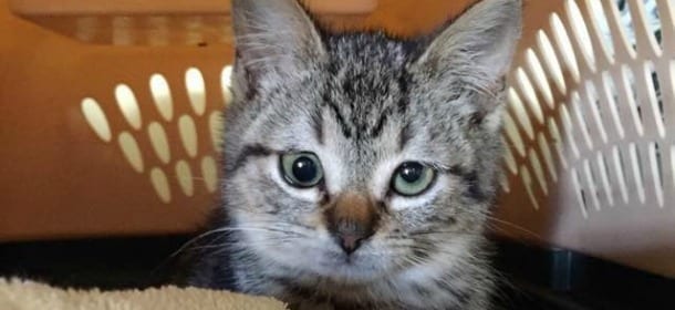 Gatti strabici, belli e felici: Spangles, Jarvis e Ozzy star del web [FOTO]