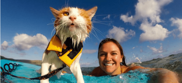 Kuli, il gatto con un occhio solo che ama il sole, il mare e il surf [FOTO]