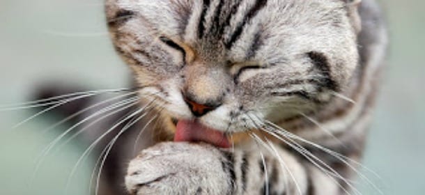 Se il gatto ha l'artrosi attenzione ai sintomi: non zoppica, ma soffre molto
