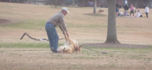 Il cane si finge morto per non andare via dal parco: il proprietario cerca di "rianimarlo" [VIDEO]