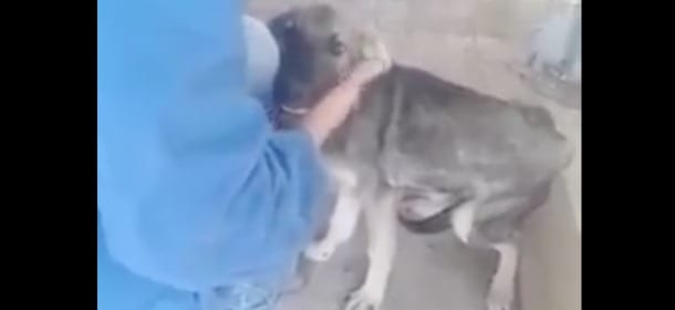 Un cucciolo denutrito viene accarezzato per la prima volta: la reazione spezza il cuore [VIDEO]