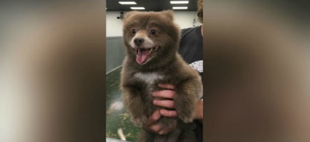"E' un cane o un orso?": il mistero sul web è stato svelato [FOTO]