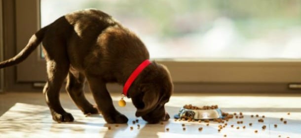 Perché il cane mangia fuori dalla ciotola?