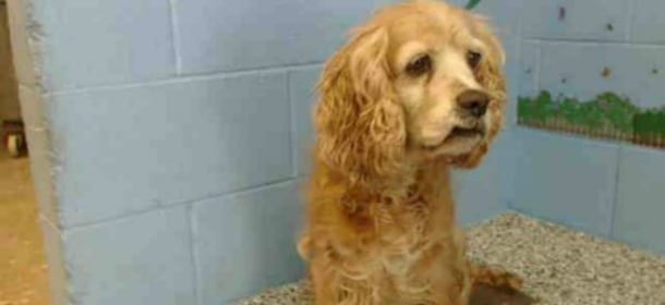Portano in canile il cane di 15 anni e prendono un cucciolo: la storia di Cookie