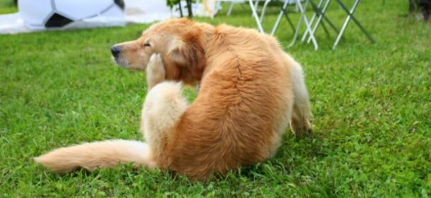 Il cane ha la dermatite? Come riconoscerla e curarla con rimedi naturali