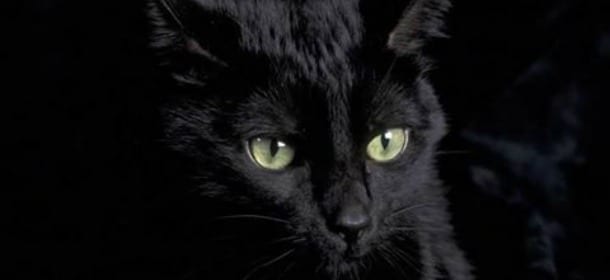 Gatti: 5 errori da evitare assolutamente per farli vivere felici