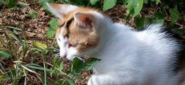 "Troppi gatti scomparsi tra Reggio e Parma": l'Enpa in piazza alla ricerca della verità