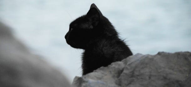 Il gatto non rientra dalle sue "scorribande"? Cosa fare per evitarlo