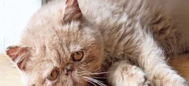 Il gatto è malato: come misurargli la febbre e somministrargli le medicine